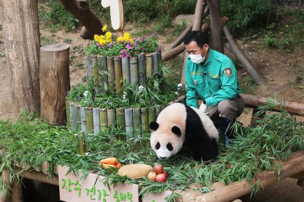 揭开熊猫命的神秘面纱：它意味着什么？