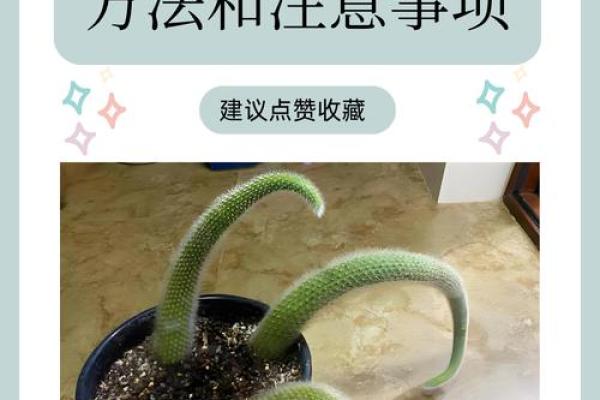 对木命人最适宜的植物选择与养护技巧