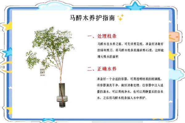 对木命人最适宜的植物选择与养护技巧