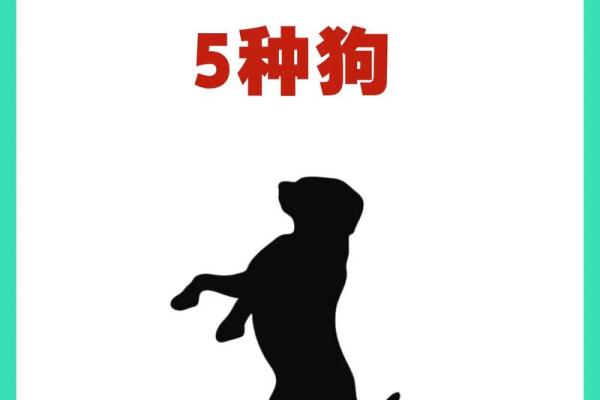 属狗1996年出生的人命理解析：如何与命运和谐共生