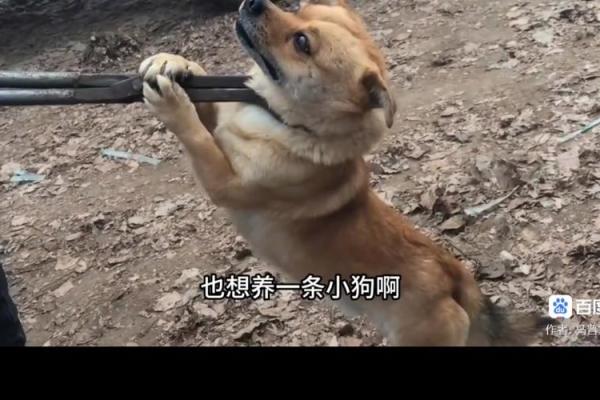 狗命也是命：为什么我们要尊重和爱护我们的宠物朋友