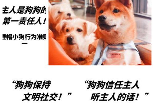 狗命也是命：为什么我们要尊重和爱护我们的宠物朋友