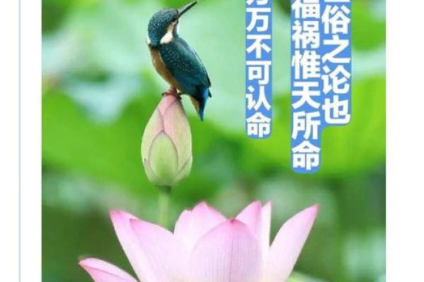 认命与自我：每个人的命运之路探寻与觉醒