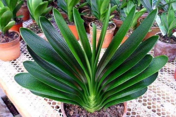 火牛命解析：怎样选择植物与颜色让你的运势更加旺盛？