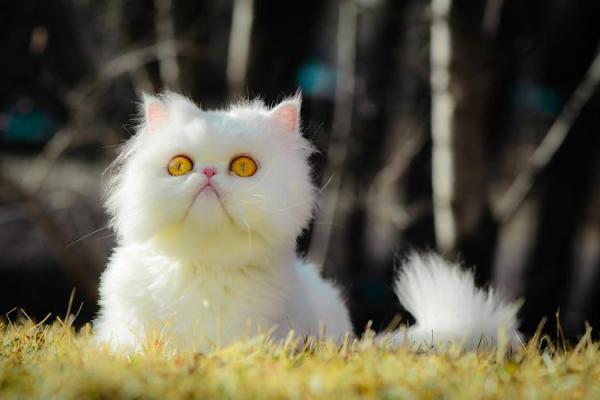 属猫的人究竟有着怎样的命运与性格特点？解密猫的神秘魅力！