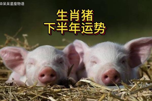 2007年属猪男命运解析：性格特征与人生机遇