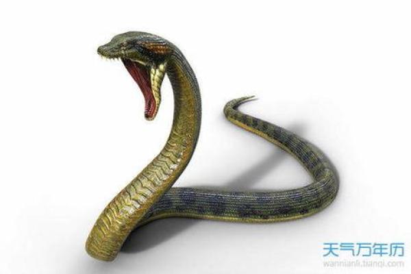2001年属蛇的朋友，这个年份的生肖命运分析与性格解读