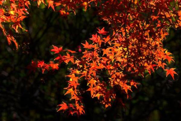 2023年10月：秋意渐浓，感受季节变换的魅力与美好