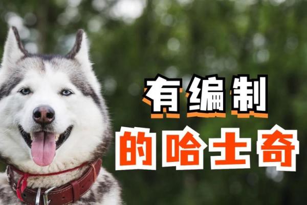 哈士奇：可爱的傻瓜，为何未能成为警犬的最佳人选？