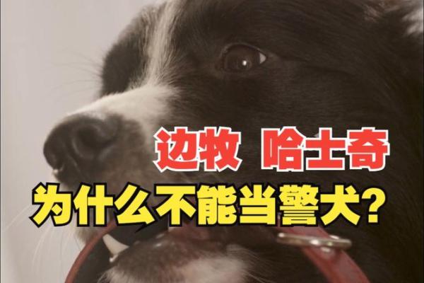 哈士奇：可爱的傻瓜，为何未能成为警犬的最佳人选？
