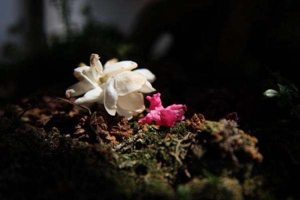 花童命的寓意与生活感悟：从小花到人生的意义