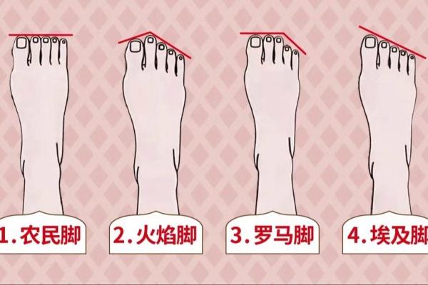 脚的形状与命运：解锁人生的秘密
