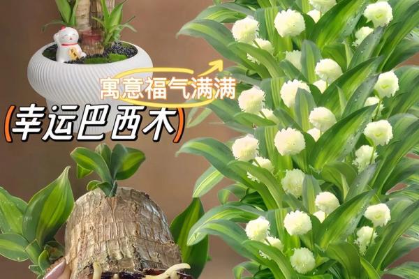 适合木命人的植物选择，助你运势旺盛！