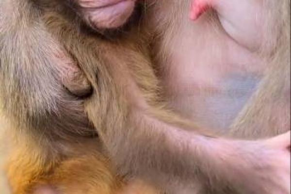 火命猴宝宝取名宝典：如何为小猴子选择合适的名字？
