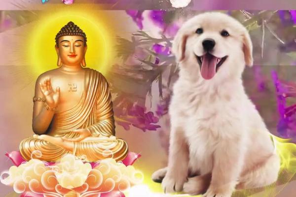 属狗1970男士的命运与性格分析：人生与运势的深度探讨