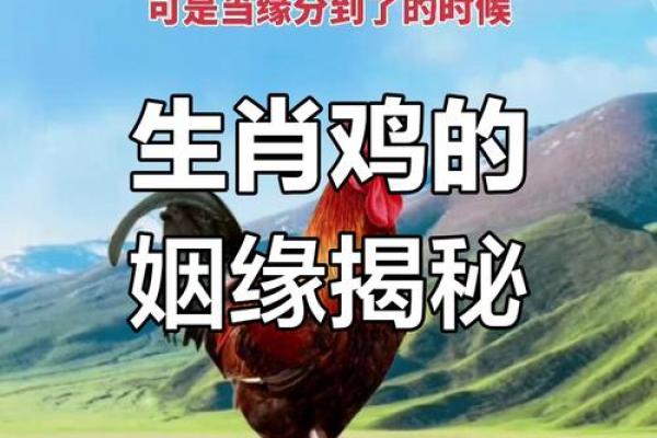 酉时出生的鸡命运解析：品味生活中的独特魅力