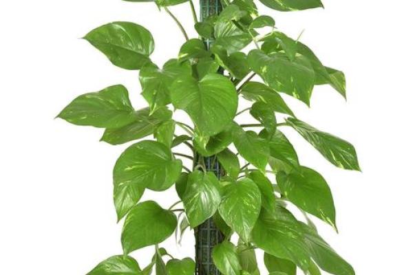 炉中火命适合种植哪些植物？解密植物与命理的奇妙关系！