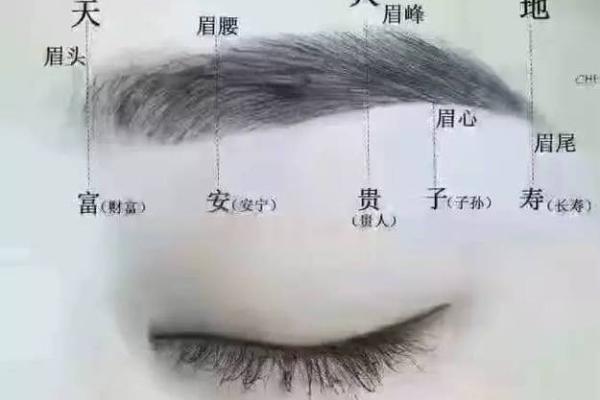 眉毛超短的人生运势解析：从风水角度看