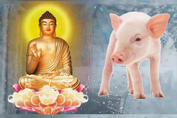 71年猪命运解析：揭秘缺失与补救之道，助你一生顺风顺水！