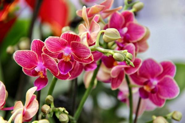 大林木命人的花卉选择：怎样为生命增添色彩与芬芳？