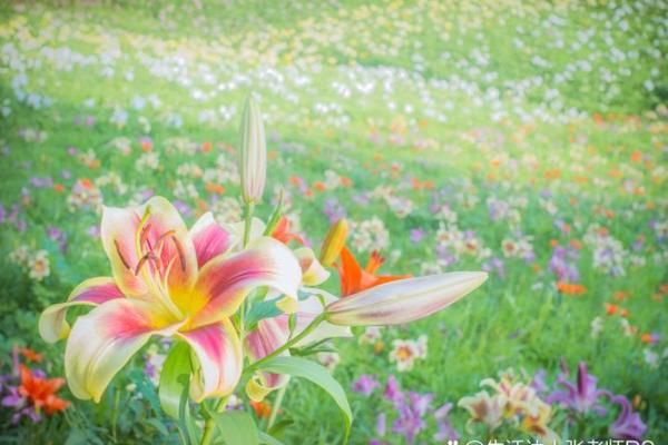 大林木命人的花卉选择：怎样为生命增添色彩与芬芳？