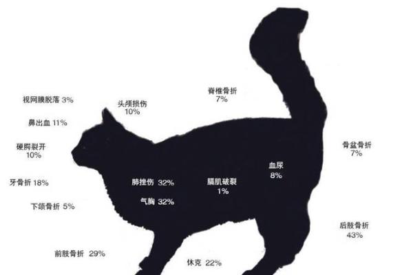 猫的九条命之谜：探寻生命的奇妙与神秘