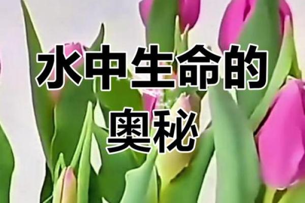 1974年是什么水命？探寻生命的流转与智慧的启迪