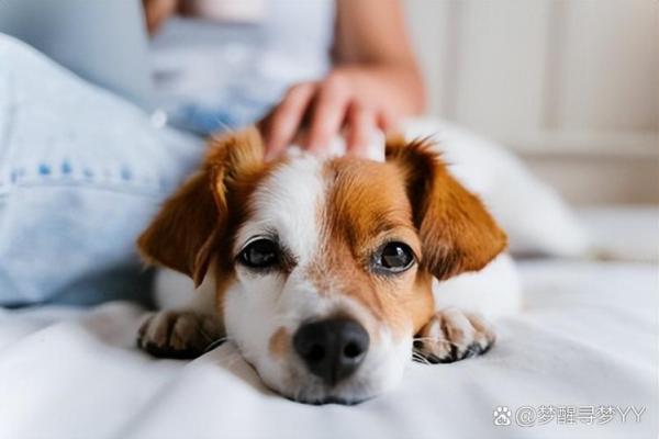 狗命不是命：揭示我们与宠物之间的深厚情感