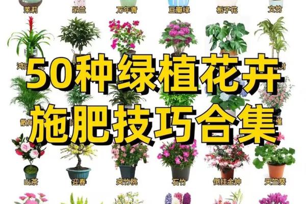 养花与命理：花卉选择与命运的微妙关系
