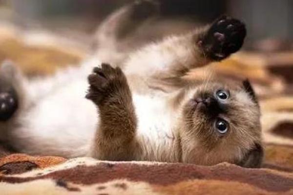 猫为什么有九条命，人却只有一命？探索生命的哲学与奥秘