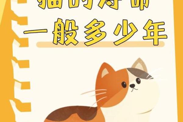 猫为什么有九条命，人却只有一命？探索生命的哲学与奥秘