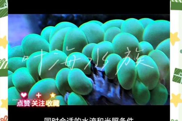 海水命的完美花卉伴侣：适合海水命的花卉推荐与养护技巧