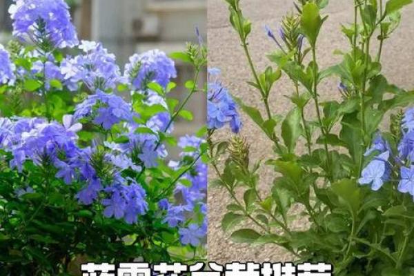 海水命的完美花卉伴侣：适合海水命的花卉推荐与养护技巧