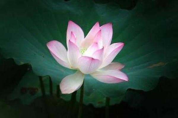 命由天定，花由心选：聊聊适合每种命格的美丽花卉