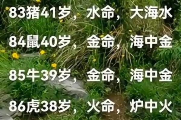 解析石榴木命特性与适宜材质，为你带来好运的选择！