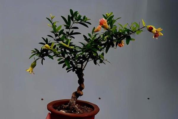 解析石榴木命特性与适宜材质，为你带来好运的选择！