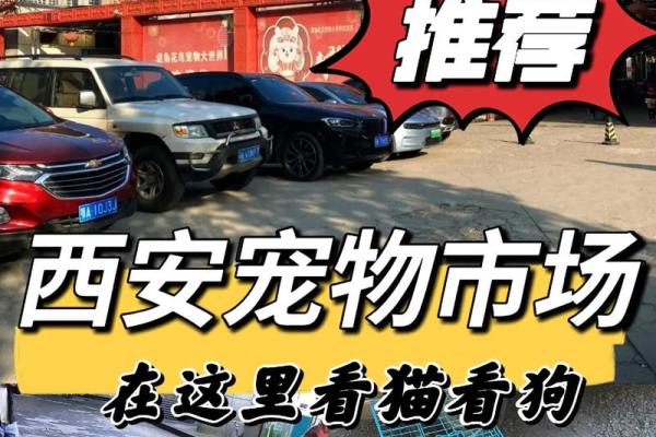 适合命属火的人：五种最佳宠物选择与养护指南
