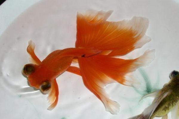 命多金的人适合养什么金鱼？解析最佳金鱼品种与饲养技巧！