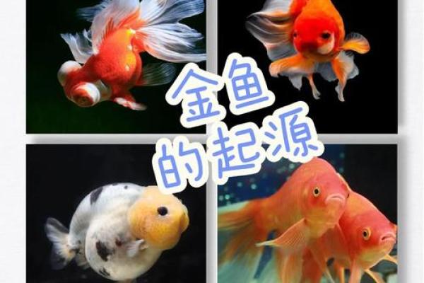 命多金的人适合养什么金鱼？解析最佳金鱼品种与饲养技巧！