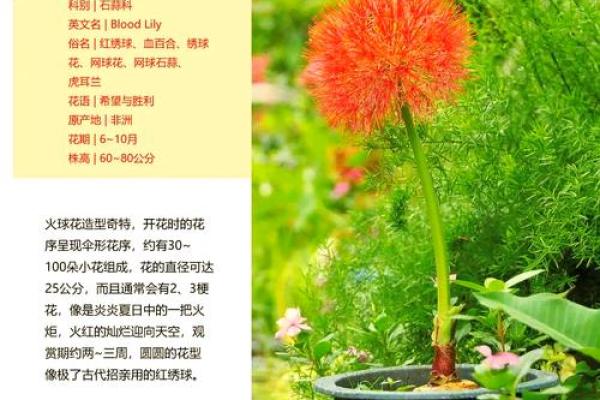 炉中火命适合的花卉，点燃生活的色彩与热情