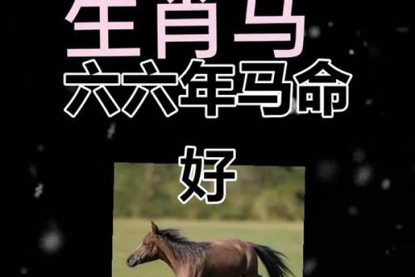 66年马的命运解析：如何掌控人生的方向与机遇
