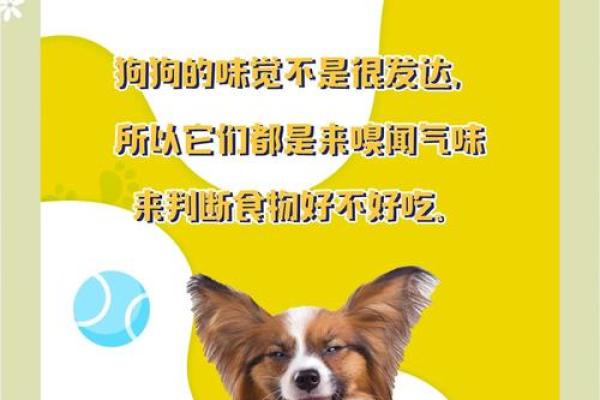 探秘狗生何时辰命最佳：揭秘狗狗命理与幸福生活