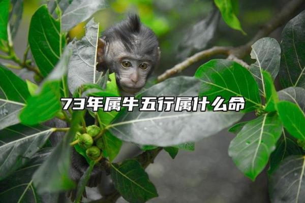 属牛的命与木：探寻坚韧与成长的命理智慧