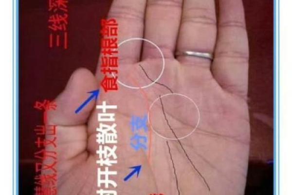 厚实手相的女性命运：解读她们的幸福与成功之道