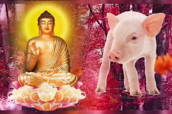 72年出生的木命属猪人：智慧与平和的完美结合