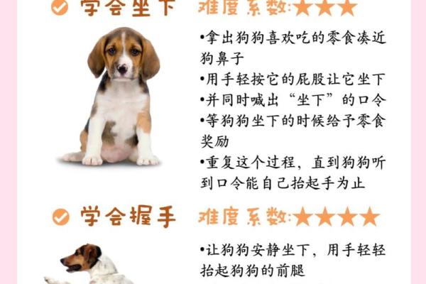 适合养狗的命理：哪些人最能与狗狗共度幸福生活？