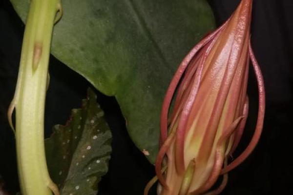 揭示昙花命的真相：如何分辨生命的奇特瞬间与短暂美丽