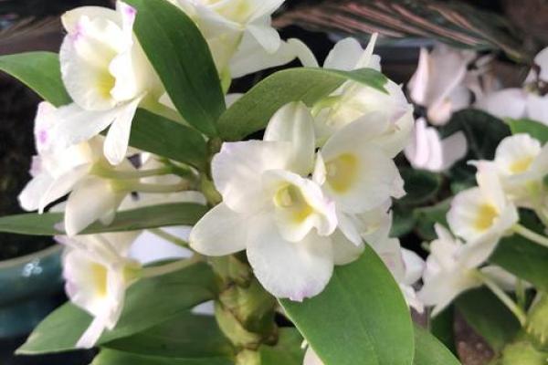 花草命解析：为何植物与命运息息相关？
