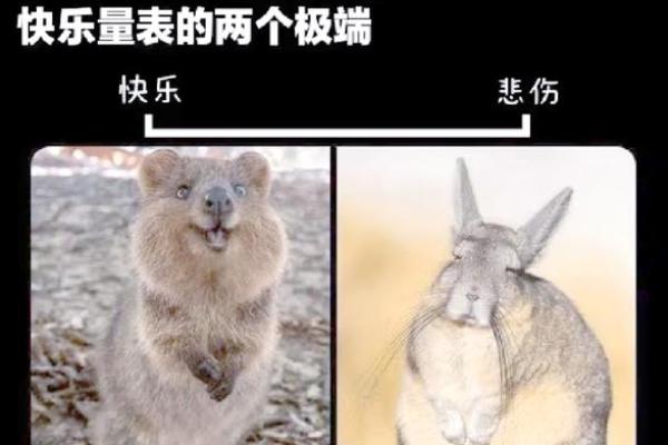 1976年属什么命？探索兔年人的命运与性格特点