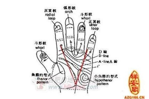 探秘手指命理：如何从手指看出你的命运与个性